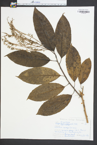 Oxydendrum arboreum image