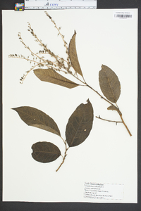 Oxydendrum arboreum image