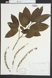 Oxydendrum arboreum image