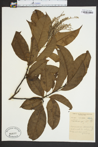 Oxydendrum arboreum image