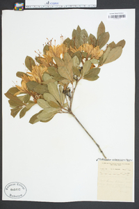 Rhododendron arborescens image