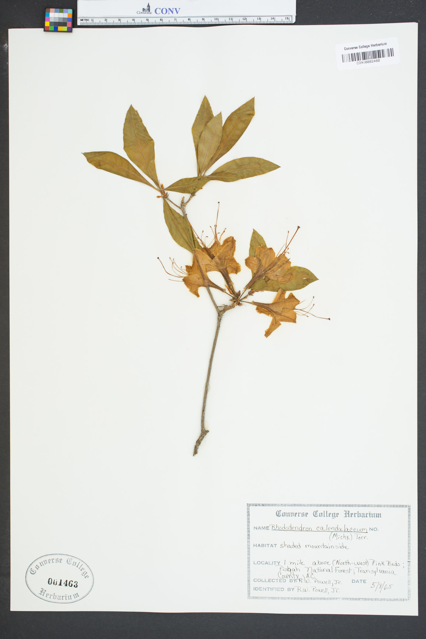 Rhododendron calendulaceum image