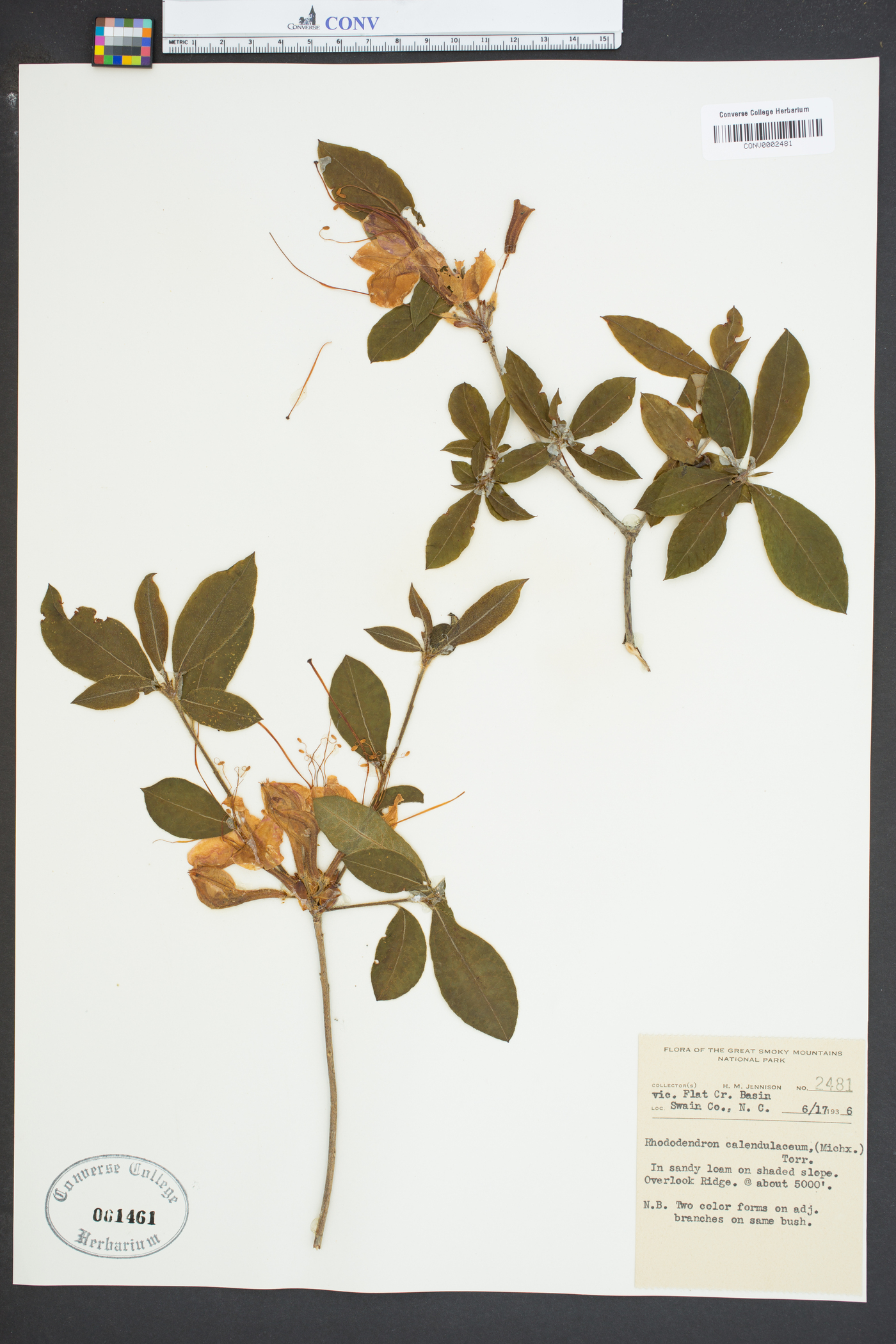 Rhododendron calendulaceum image