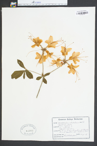 Rhododendron calendulaceum image