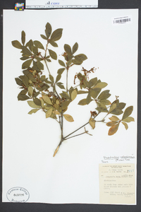 Rhododendron calendulaceum image