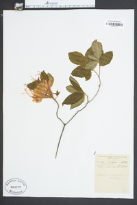 Rhododendron calendulaceum image