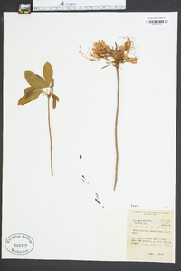 Rhododendron nudiflorum image