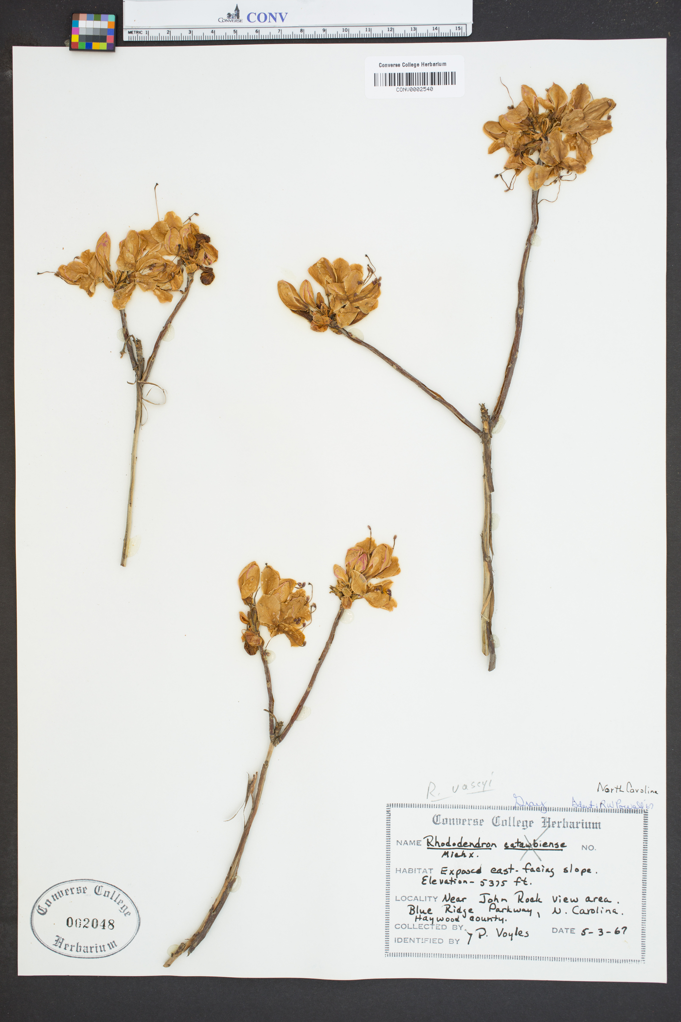 Rhododendron vaseyi image