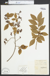 Vaccinium corymbodendron image