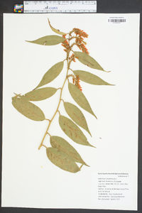 Vaccinium corymbodendron image