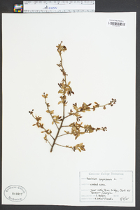 Vaccinium corymbodendron image