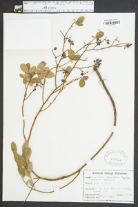 Vaccinium corymbodendron image