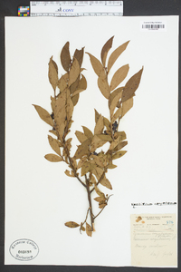 Vaccinium corymbodendron image