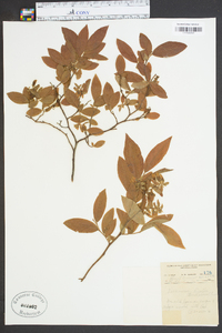 Vaccinium hirsutum image