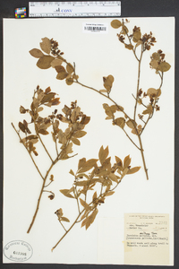 Vaccinium vacillans image