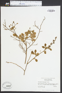 Vaccinium vacillans image