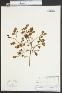 Vaccinium vacillans image