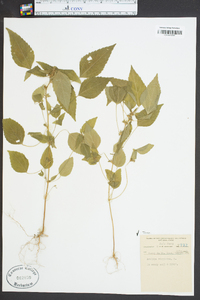 Acalypha virginica image