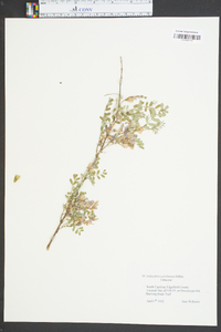 Indigofera caroliniana image