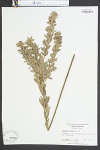 Lespedeza capitata image