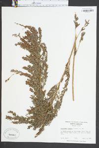 Lespedeza cuneata image