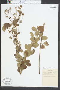 Lespedeza hirta image