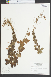 Lespedeza procumbens image