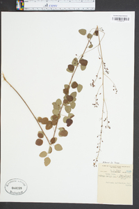Media resource of Meibomia marilandica