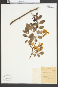 Robinia boyntonii image