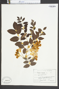 Robinia hispida image