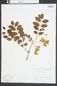 Robinia hispida image