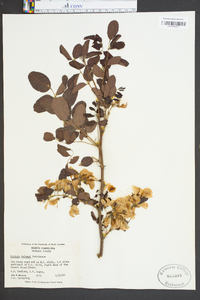 Robinia kelseyi image