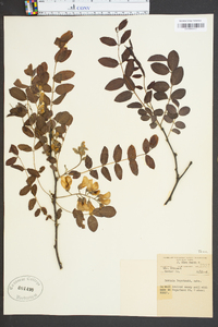 Robinia boyntonii image