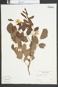 Robinia elliottii image