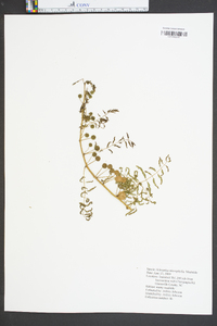 Mimosa microphylla image