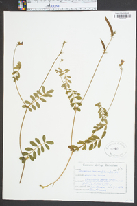 Tephrosia spicata image