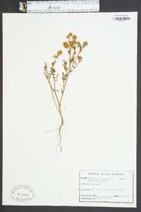 Trifolium arvense image