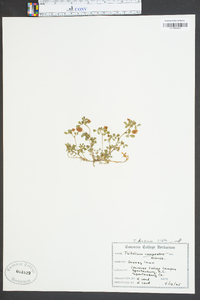 Trifolium dubium image