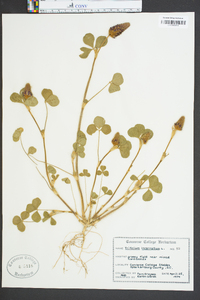 Trifolium incarnatum image