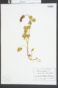 Trifolium incarnatum image