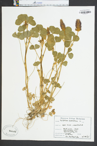 Trifolium incarnatum image