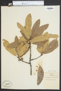 Quercus imbricaria image