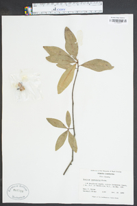 Quercus laurifolia image