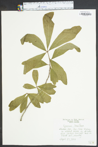 Quercus laurifolia image