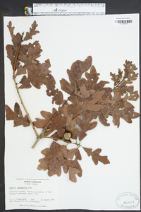 Quercus margaretta image