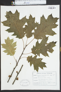 Quercus virginiana image