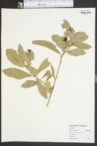 Quercus virginiana image