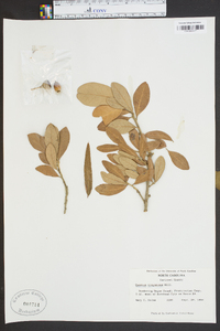 Quercus virginiana image