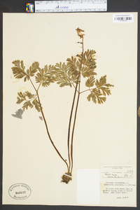 Dicentra cucullaria image