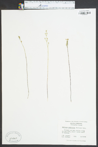 Bartonia paniculata image